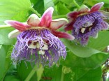 ♣ 50 x semeno Passiflora quadrangularis - Mučenka obrovská Zvýhodněná nabídka