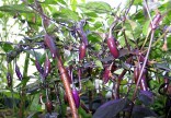 Sazenice chilli Fluorescent purple Balení obsahuje 1 sazenici