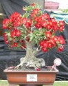 Sazenice Adenium Obesum - mix semen vel. 10-12 cm ♣ Balení obsahuje 10 sazenic