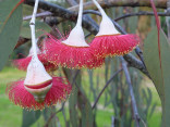 Eucalyptus caesia subsp. magna - Blahovičník Balení obsahuje 20 semen