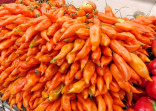 Chilli Aji Amarillo Balení obsahuje 10 semen