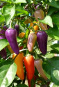 Sazenice chilli Jalapeňo Multicolor Balení obsahuje 1 sazenici