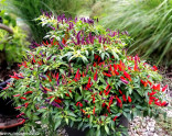 Sazenice chilli Sangria Ornamental Balení obsahuje 1 sazenici