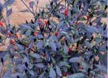 Sazenice chilli Zimbabwe black Bale...
