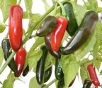 Sazenice chilli Jalapeňo Tam Vera Cruz Balení obsahuje 1 sazenici