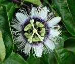 Sazenice Passiflora edulis - mučenka jedlá cca 1 cm Balení obsahuje 1 sazenici