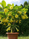Brugmansia Angels Goldface - Andělská trumpeta Balení obsahuje 5 semen