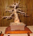 Sazenice baobab - Adansonia digitata vel. cca 30-40 cm