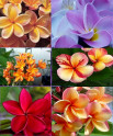Sazenice Plumeria Frangipani mix barev 
