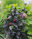 ♣♣Chilli Black Pearl  Balení obsahuje 1000 semen