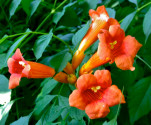 ♣ 100 x semena Campsis Radicans - Trubač Zvýhodněná nabídka Balení obsahuje 100 semen