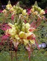 ♣ 50 x semena Caesalpinia Gilliesii...