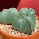 ♣ 100 semen Kaktus Astrophytum quadricostatum v. nudum Zvýhodněná nabídka