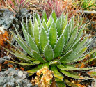 Sazenice Agave horrida subsp. horrida 'Mexcalmetl' růžice vel. ružice cca 12 cm