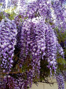 sazenice Wisteria sinensis - vistárie čínská velikost cca 15 cm