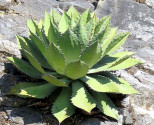 Sazenice Agave cupreata   Balení obsahuje 1 sazenici velikost růžice cca 4-5 cm