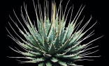 Sazenice Agave Utahensis velikost růžice 3-4 cm