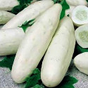♣Okurka salátová Mezzo lungo bianco Balení obsahuje 100 semen