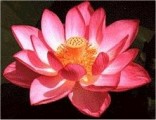 Nelumbo Nucifera - Lotos indický ♣ Balení obsahuje 11 semen