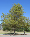 ♣Platan javorolistý Platanus acerifolia 