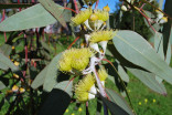 ♣ 1000 x semena Eucalyptus citriodo...