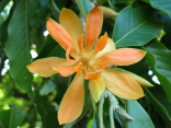 Michelia Champaca - Magnolia Champaca ♣ Balení obsahuje 10 semen