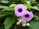 ♣ 100 x semena Argyreia nervosa - Havajská růže Zvýhodněná nabídka