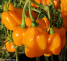 Sazenice Chilli Habanero Devil's Orange Balení obsahuje 1 sazenici