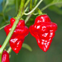 Sazenice Chilli Habanero Tasmanian red Balení obsahuje 1 sazenici