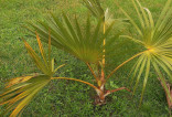 1 x naklíčené semeno palma Latania ...