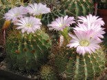 Kaktus Acanthocalycium spiniflorum ...