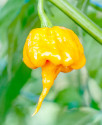 Sazenice chilli 7 Pot Yellow Balení obsahuje 1 sazenici