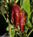 Sazenice chilli 7 Pot Bubblegum Chocolate Balení obsahuje 1 sazenici