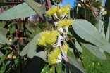 Sazenice Eucalyptus citriodora - cc...