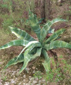 Sazenice Agave marmorata velikost růžice 4-5 cm