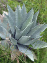 Sazenice Agave temacapulinensis velikost růžice 5-6 cm