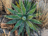 Sazenice Agave xylonacantha 'Blue' velikost růžice 5-6 cm