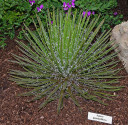 Sazenice Agave geminiflora - Agáve dvoukvětá vel.r.3-5 cm Balení obsahuje 1 sazenici velikost růžice 25 cm