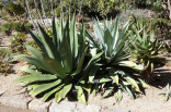 2+1 Sazenice Agave salmiana subs. salmiana růžice 10-12 cm ♣ Balení obsahuje 2+1 sazenici