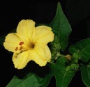 Sazenice Mirabilis Jalapa Nocenka žlutá Balení obsahuje 1 sazenici