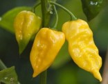 Sazenice Chilli Habanero Lemon Balení obsahuje 1 ks sazenice
