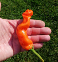 Sazenice Chilli Peter Orange Balení obsahuje 1 sazenici