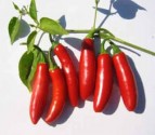 Sazenice Chilli Serrano Tampiqueno Balení obsahuje 1 sazenici
