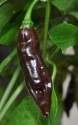 Sazenice Chilli Fatalii Brown Balen...