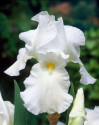 Sazenice Kosatec německý bílý - Iris germanica white ♣ Balení obsahuje 3 sazenice