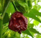 Sazenice Chilli Trinidad Moruga Scorpion Chocolate Balení obsahuje 1 sazenici