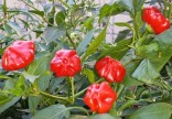 2 + 1 Sazenice Chilli Brazilian Sta...