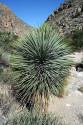 Sazenice Yucca elata cca 10-12 cm 5-6 listů Balení obsahuje 1 sazenici