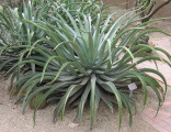 Sazenice Agave vilmoriniana Octopus 6-8 cm Balení obsahuje 1 sazenici