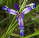 Iris trávovitý - Iris Graminea Balení obsahuje 50 semen